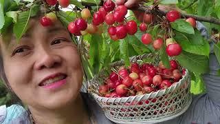 Thu hoạch cherry đầu mùa nhà bác hàng xóm.cuộc sống Mỹ