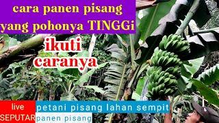 CARA PANEN PISANG YANG TINGGI POHON 4 sampai 5 METER.