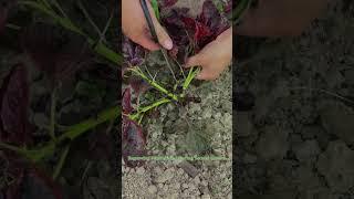 Regrowing Vegetables: Ensuring Second Growth