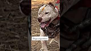 5most dangerous  and attacking dog breed  in the world  || Pitbull dog status || shorts #dog