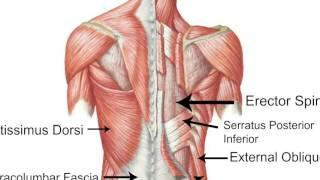 Special Populations - Low Back Pain