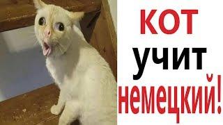 Лютые приколы. КАК КОТ УЧИТ НЕМЕЦКИЙ!!! Самое смешное видео! Засмеялся проиграл! – Domi Show!