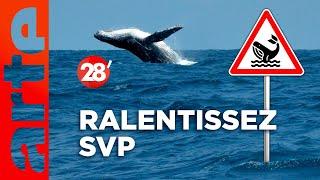 Intéressant : Comment éviter que les baleines se prennent des bateaux ? - 28 minutes - ARTE