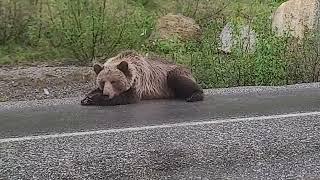 grizzly bear charging me after interrupting his nap