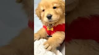 cute lab lovers lఅందమైన ల్యాబ్ ప్రేమికులు #shorts #viralshorts #trendingshorts