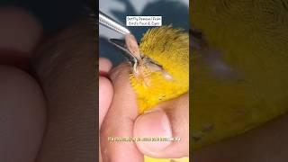 BotFly Removal from Bird's Face and Eyes