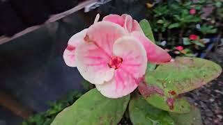 Un pequeño video de nuetra floración #coronasdecristo #crownofthorns #euphorbia #plants #flowers