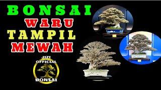 BONSAI WARU TAMPIL MEWAH || IDE BONSAI