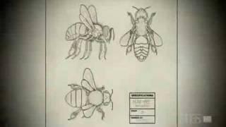 Perfect Design in the Honey Bee Evolution - Engineering Wonders of Nature