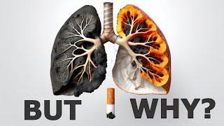 Why Smoking Damages Your Lungs?