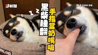 黑柴睡到嘴開開！媽偷塞手指被當奶嘴吸XD｜寵物動物｜柴犬｜精選影片