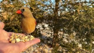 Hand-feeding Birds in Slow Mo - Northern Cardinal