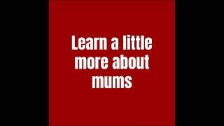 Learn about hardy mums