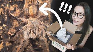 Tarantula with RARE MUTATION is *BOTH MALE & FEMALE!* UNBOXING! - Gynandromorphism