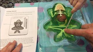 Madeline's frog dissection project