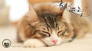 Harp Music to Calm Your Cat  Relaxing Cat Music Mix  Relaxation and Sleep Music