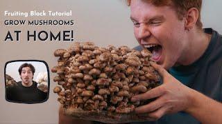 Grow Mushrooms at Home | Fruiting Block Tutorial