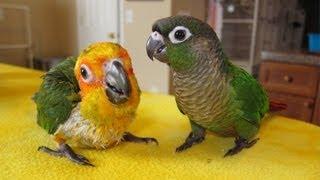 Green Cheek, Jenday and Sunday Conures hanging out