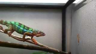 Slow motion chameleon tongue