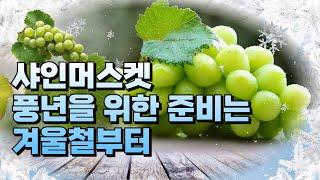 [샤인머스켓 겨울나기] 내년 풍년을 위한 준비는 겨울철부터 하셔야 합니다️