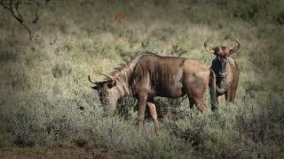 Wildebeest Diet: Grazing the Savanna