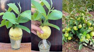 Best Technique! Growing Guava with Orange In a water bottle For Growing Faster 100% Success