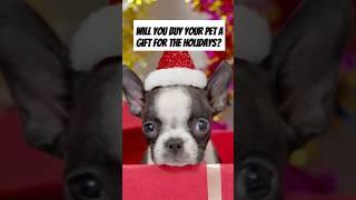 Is This the Ultimate Holiday Dog Video or a Total Letdown?  | #shorts