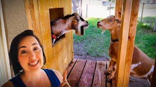 Fern's first date with the BREEDING BUCK! (miniature goat farm)