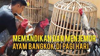 MENJEMUR DAN MEMANDIKAN AYAM BANGKOK DI PAGI HARI ( Vlog Peternak ayam  rumahan )