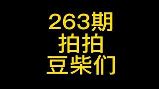 263-拍拍豆柴们