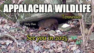 Appalachia Wildlife Video 24-47 of AS THE RIDGE TURNS in the Foothills of the Great Smoky Mountains