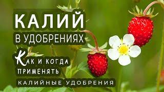 Калийные удобрения. Когда необходимо применять удобрения с повышенным содержанием калия?