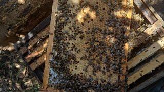 إرشادات للنحال في شهر جويلية الشهر السابع من أرض الميدان  تربية النحل للمبتدئين