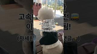 반려견과 고속버스 타기 전 알아야할 5가지#강아지정보 #강아지여행 #애견고속버스 #규정 #꿀팁