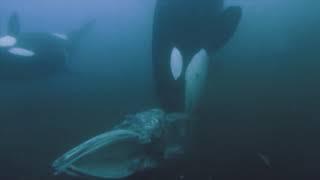 Incredible footage of orcas eating a minke whale