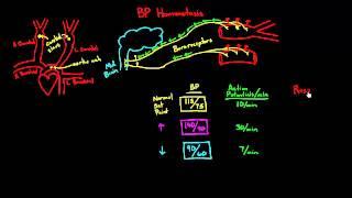 Autoregulation - Baroreceptors