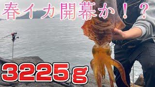 【高知県西南部】3.2キロBIGモンスター襲来！ついに春イカ開幕か！？【ヤエン釣り】