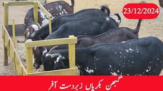 Pregnant Goats | goat farming | chakwal goat farm | 23 December 2024 |