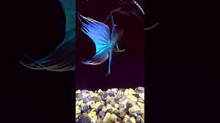 The Evolutionary Art: Crafting the Spectacular Flame-Tailed Paradise Fish | Pondon Aquarium