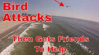 Birds Attack 3dr Solo Drone On The Beach