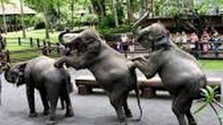 LOL FUNNY VIDEO create ROCKING ELEPHANT INUL