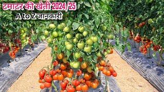 टमाटर की खेती | Tamatar ki kheti kaise kare 2024/25 में | Full VideoTomato farming