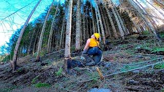 Molalla Logging Site