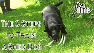 Training a Shed Hunting Dog In 3 Simple Steps