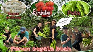 Panen raya  semua buah  ‼️ bersama para bestie  ,seru ,rame banyak buah membludak ‼️hujan2 BONEK