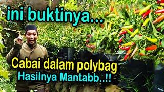 Menanam cabai dengan polybag berbuah lebat