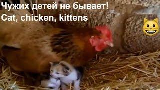 Чужих детей не бывает! Кошка с... цыплятами, а курица с котятами/Cat, chicken, kittens