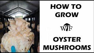 This Is How I Grow Elm Oyster Mushrooms In Greenhouses