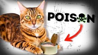 These Common Foods Could Secretly Be Poisoning Your Cat