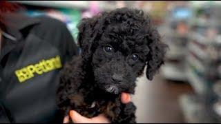 Meet the Poodle | Petland Florida